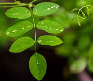 Close-up of raindrops on leaves