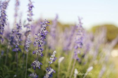 Close-up of purple flowers on field