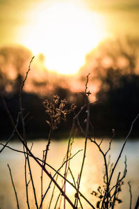 Close-up of silhouette plants against sky during sunset