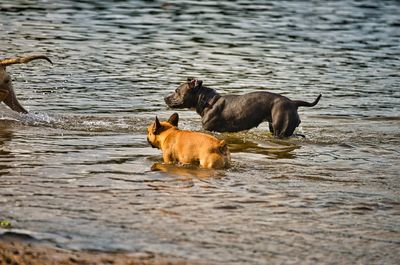 Dog in a lake