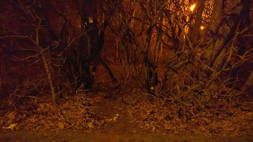 Full frame shot of tree