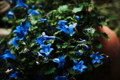 Close-up of purple flowers blooming