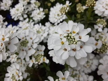 Close-up of white flowering plants