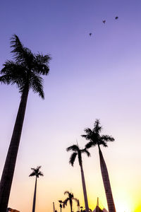 Low angle view of silhouette palm tree at sunset