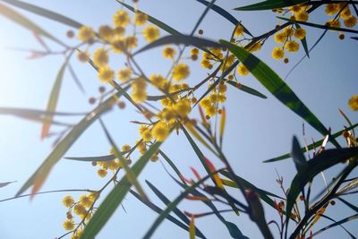 Low angle view of white flowers blooming against sky