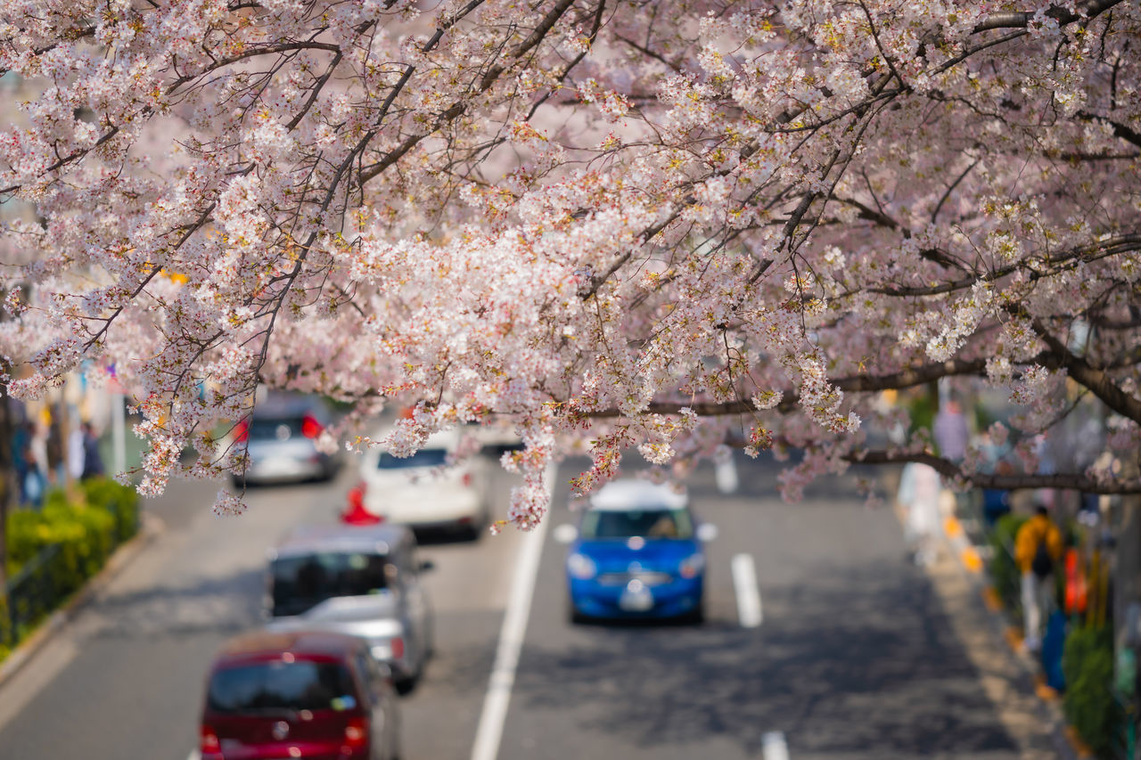 VIEW OF CHERRY BLOSSOM