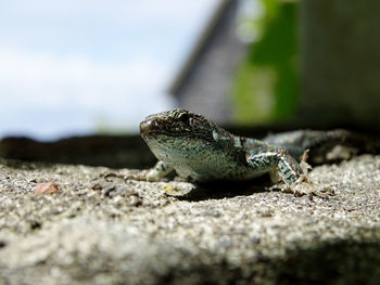 Close-up of lizard on rock