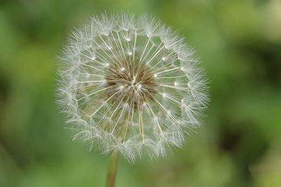 Close-up of dandelion against blurred background