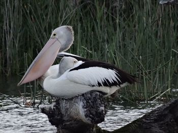 View of birds in lake