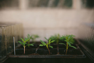 Close-up of potted plants in greenhouse