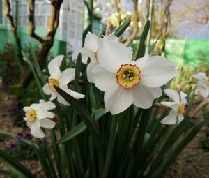 Close-up of white flowers blooming outdoors