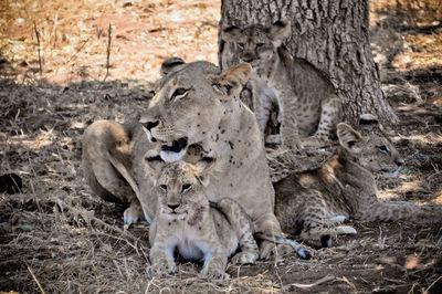 View of a lion