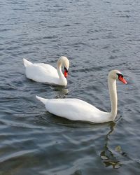 Swan swimming in lake