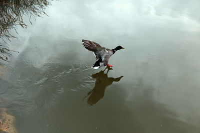 Bird flying over lake