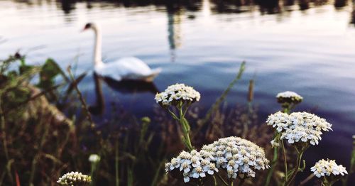 Close-up of flowers growing in lake