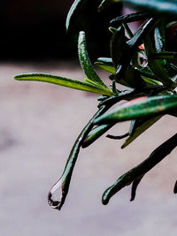 Close-up of insect on plant