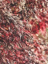 Close-up of tree during autumn