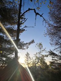 Sunlight streaming through trees against sky