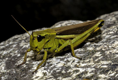 Close-up of grasshopper on rock