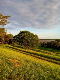 Scenic view of field against sky