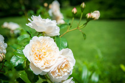 Close-up of flowers blooming outdoors