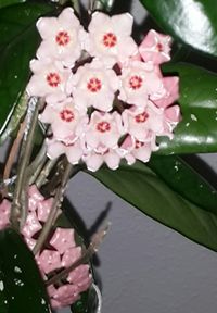 Close-up of pink flowers