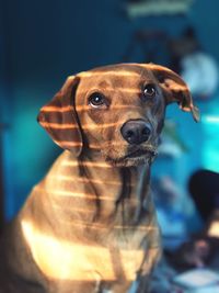 Close-up portrait of dog