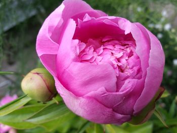 Close-up of pink flower blooming outdoors