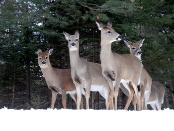 View of deer standing on snow covered field