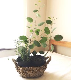 Close-up of potted plant on table against wall at home