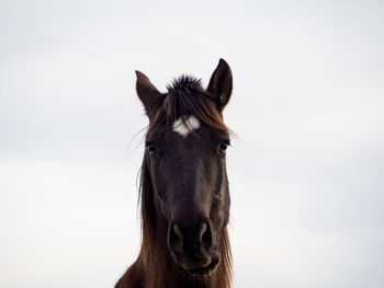 Portrait of horse against sky