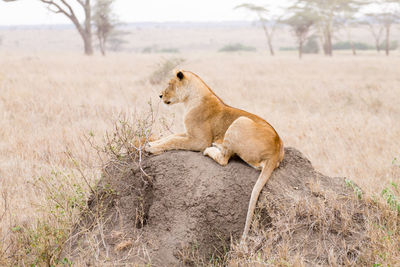 Side view of a cat on field