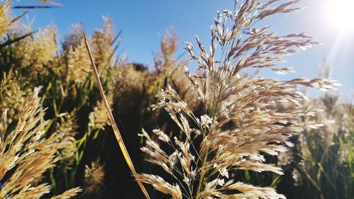 Close-up of stalks in field against sky