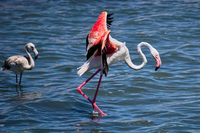 Flamingo spreading his wings in a lake
