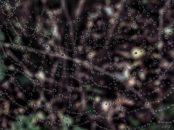 Full frame shot of water drops on leaf