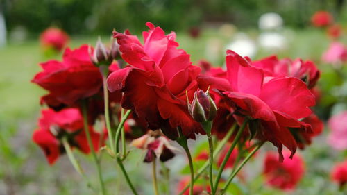 Close-up of red flowering plants in park