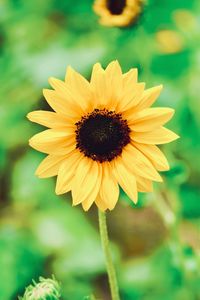 Close-up of yellow flower