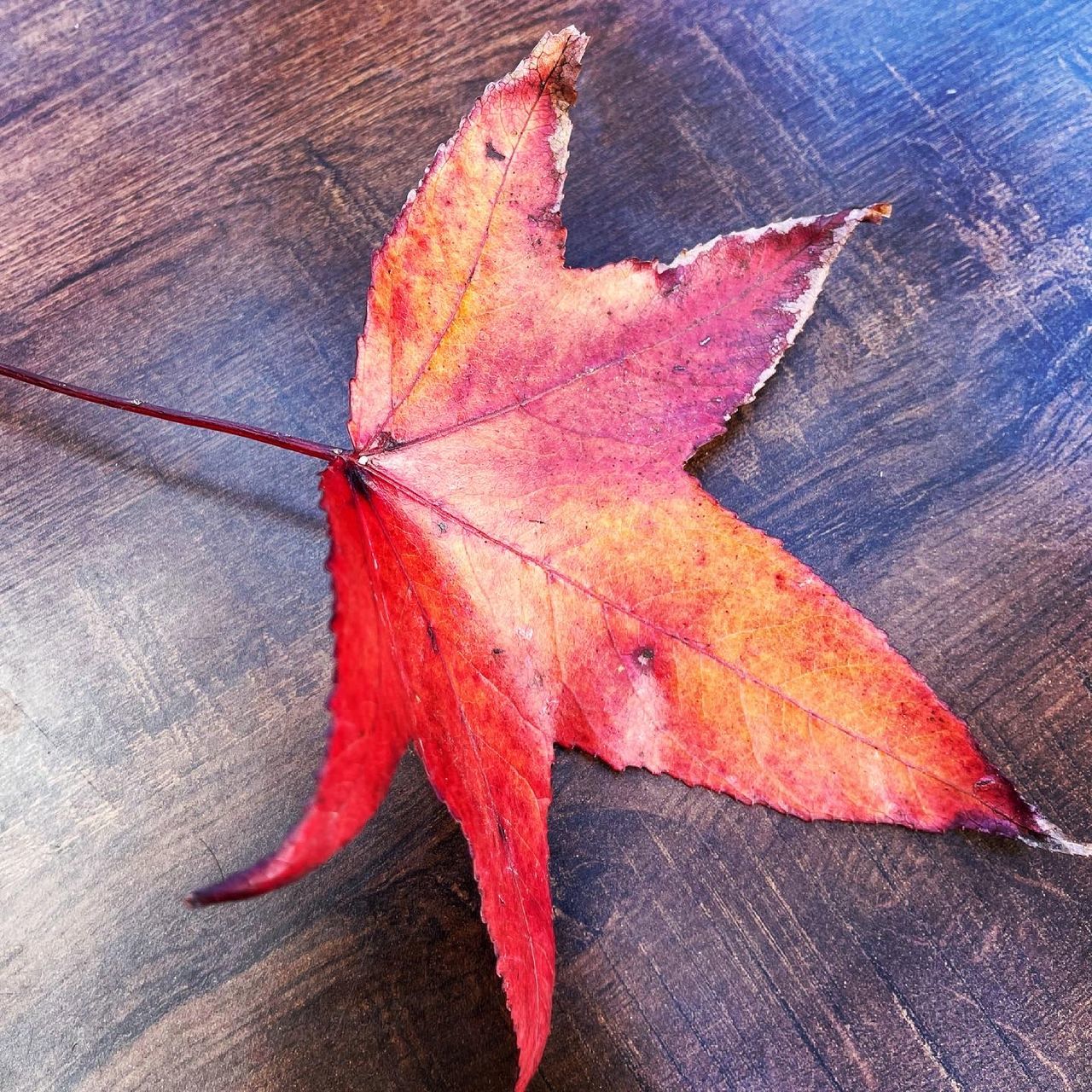 HIGH ANGLE VIEW OF RED MAPLE LEAF ON TABLE