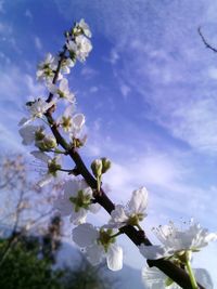 White apple blossoms in spring