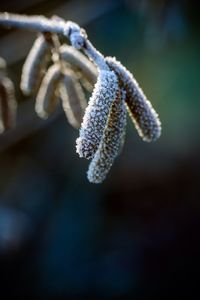 Close-up of snow hanging outdoors