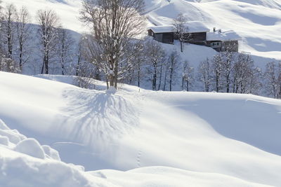 Snow covered trees and buildings