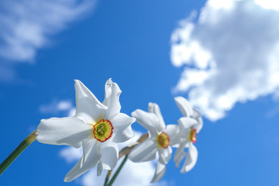 Low angle view of white flowers against blue sky