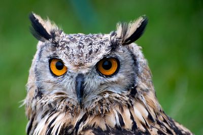 Close-up portrait of owl