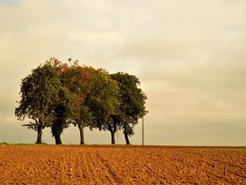 Tree on field against sky