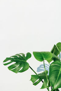 Close-up of green leaves on plant against white background