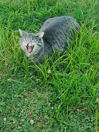 Cat lying on grassy field