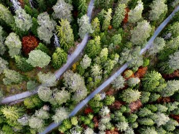 High angle view of plants