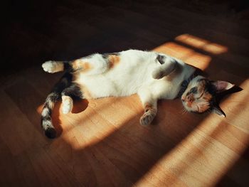 High angle view of cat lying on hardwood floor