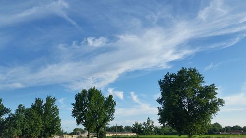 Low angle view of trees against blue sky