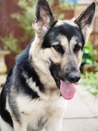 Close-up portrait of dog